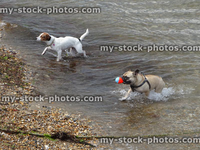 Stock image of Jack Russell dog and French bulldog, playing in sea