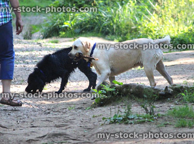 Stock image of wet Golden Labrador / retriever, black mongrel dog, wet from swimming in river