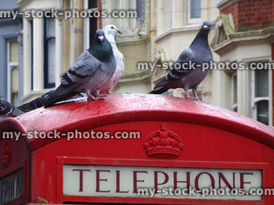 Stock image of wild domestic pigeons perched English red telephone box, town centre