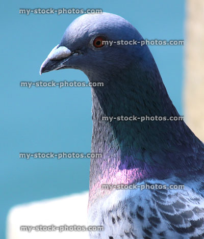 Stock image of single pigeon head with shimmering glossy purple feathers