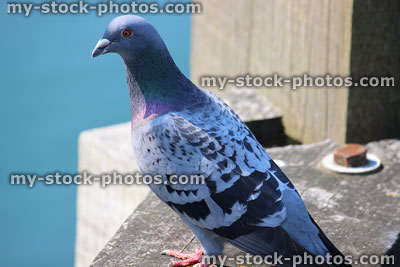 Stock image of grey cock wild domestic pigeon, feral bird / dove