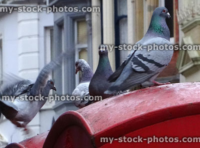Stock image of wild domestic pigeons perched English red telephone box, town centre