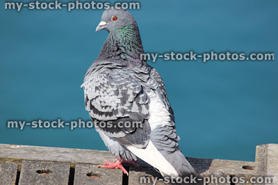 Stock image of cock / male grey domestic pigeon bird, fluffed up feathers