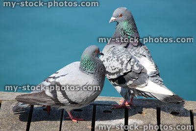 Stock image of pair of pigeons performing mating courtship dance / wild birds