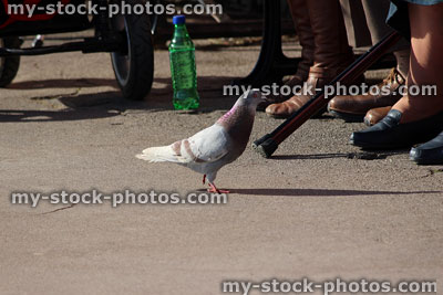 Stock image of wild pigeon looking for food / leftovers in park