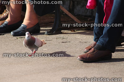 Stock image of wild pigeon eating crumbs beneath park bench amongst feet