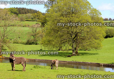 Stock image of two donkeys in countryside field at farm, by river