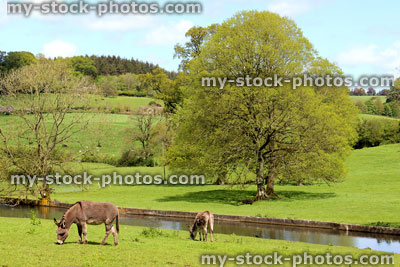 Stock image of two donkeys in countryside field at farm, by river