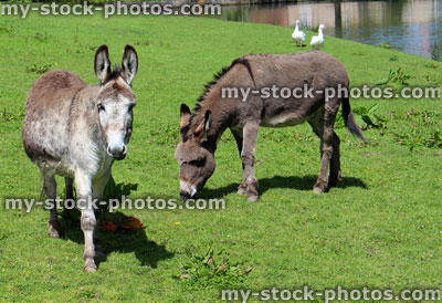Stock image of two donkeys in countryside field at farm, grazing grass