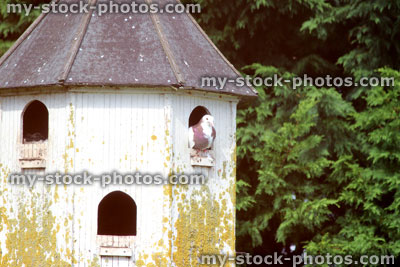Stock image of old dovecote in garden, with pigeons looking out