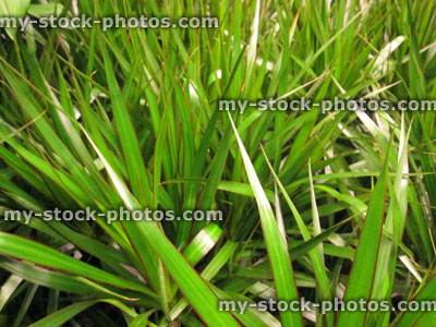 Stock image of red and green leaves of Dragon tree, Dracaena marginata houseplant