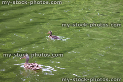 Stock image of pair of Mallard ducks swimming in green water, sparkling ripples