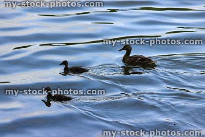Stock image of mother Mallard duck and two ducklings, as silhouettes