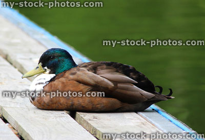 Stock image of Mallard duck hybrid sleeping in sunshine, on decking
