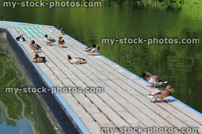 Stock image of lazy Mallard ducks sleeping on wooden decking jetty