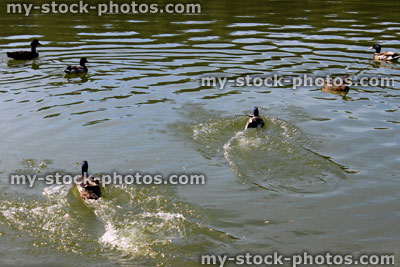 Stock image of group of Mallard ducks swimming in green water, splashing