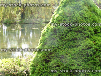 Stock image of dwarf Alberta spruce by garden pond (Picea glauca Rainbow's End)