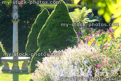 Stock image of dwarf Alberta spruce on herbaceous garden (Picea glauca Rainbow's End)