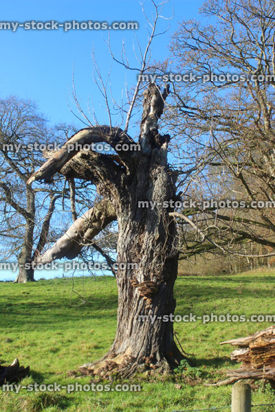 Stock image of storm damaged horse chestnut tree, dying / winter / deciduous tree