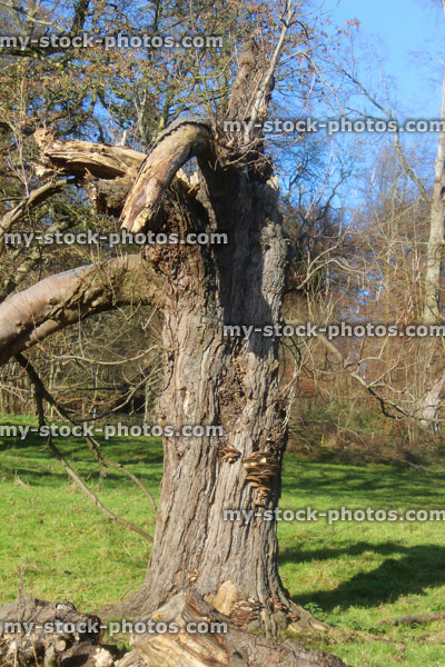 Stock image of storm damaged horse chestnut tree, dying / winter / deciduous tree