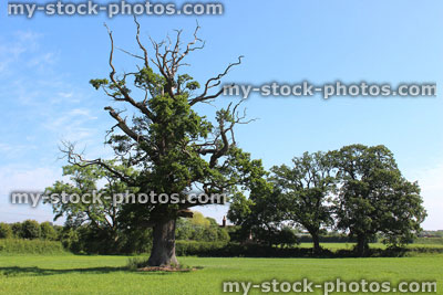 Stock image of English oak tree (Quercus robur) slowly dying in field, pollution