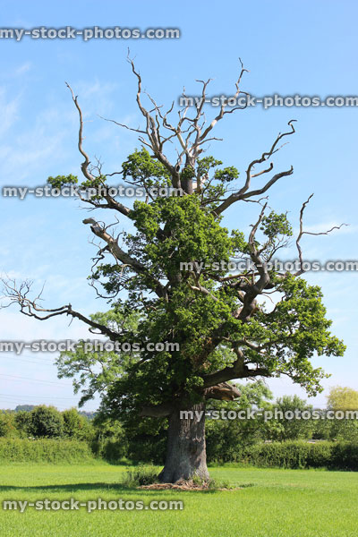 Stock image of English oak tree (Quercus robur) slowly dying in field, pollution