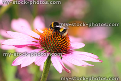 Stock image of pink / purple Echinacea purpurea 'Magnus' flowers / coneflower, bumblebee collecting pollen