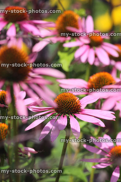 Stock image of pink / purple Echinacea purpurea 'Magnus' flowers / coneflower, herbaceous garden border