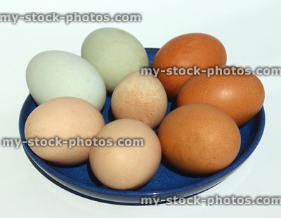 Stock image of free range eggs from hen / chicken, bantam, duck, Guinea fowl