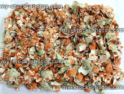 Stock image of dish with crushed, baked egg shells, slug control, bird calcium