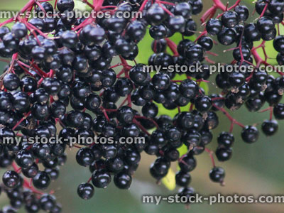 Stock image of ripe, elderberry berries, black elderberries in hedgerow, elder berries (Sambucus)
