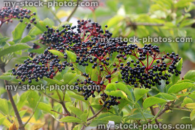 Stock image of ripe, elderberry berries, black elderberries in hedgerow, elder berries (Sambucus)