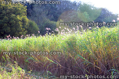 Stock image of energy crop / biofuel harvest, farm field of elephant grass / miscanthus