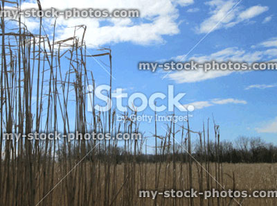 Stock image of field of dried Elephant Grass