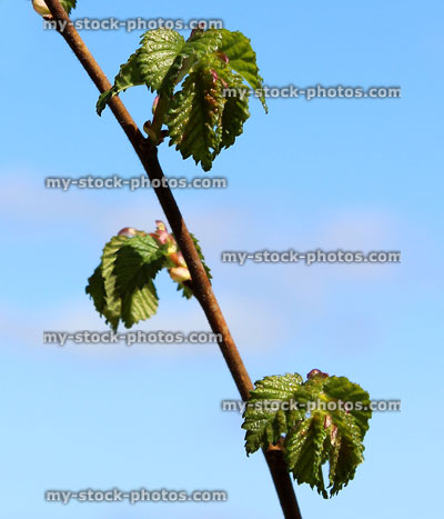 Stock image of Ulmus procera (English Elm) spring leaves (close up)
