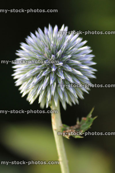 Stock image of sea holly flower / blue eryngium flower in garden