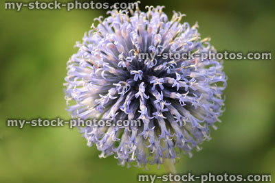 Stock image of sea holly flower / blue eryngium flower in garden