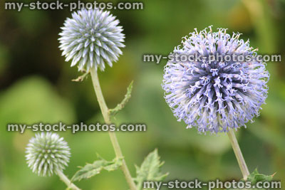 Stock image of sea holly flower / blue eryngium flowers in garden