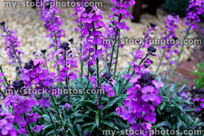 Stock image of purple Erysimum 'Bowles's Mauve' flower in spring