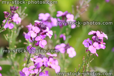 Stock image of purple Erysimum 'Bowles's Mauve' flowers, herbaceous garden border