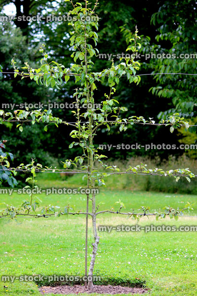 Stock image of espalier apple tree in orchard / ornamental kitchen vegetable garden