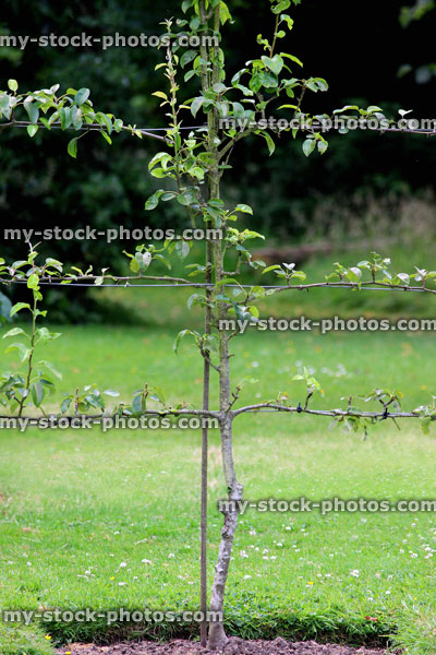 Stock image of espalier apple tree in orchard / ornamental kitchen vegetable 
