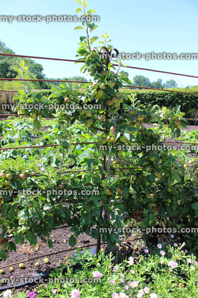 Stock image of espalier apple tree in orchard / ornamental kitchen vegetable