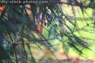 Stock image of metasequoia glyptostroboides (dawn redwood tree) summer foliage, leaves, needles