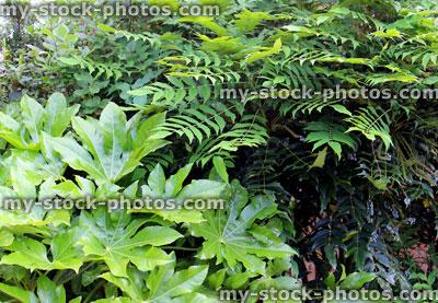Stock image of evergreen shrubs, garden border, mahonia, false castor oil plant (Fatsia Japonica)