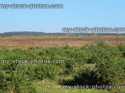 Stock image of heathland, heathers (ericas) and gorse bushes, New Forest