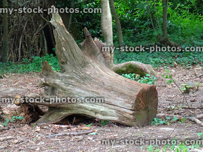 Stock image of dead tree trunk roots / buttress, abstract woodland sculpture