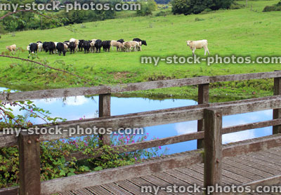 Stock image of black and white cows, dairy farm, green field, countryside river