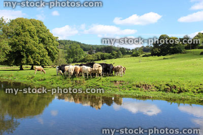 Stock image of black and white cows, dairy farm, green field, countryside river