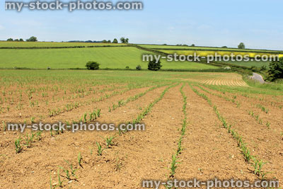 Stock image of seedling corn crop in countryside farm field growing in lines